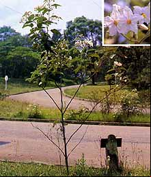 Jurubeba