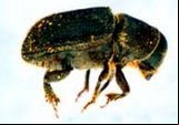 Dendroctonus brevicomis