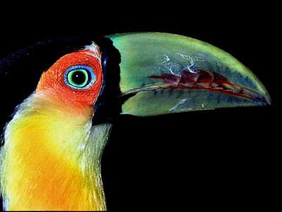 Tucano-de-bico-verde