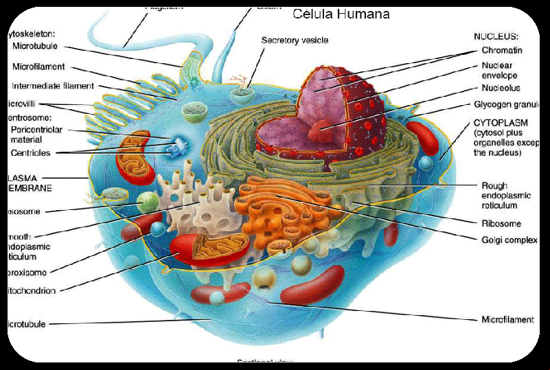 Celula