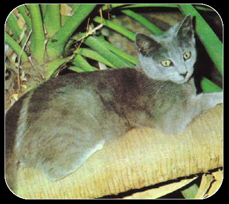 Gato Persa Russo
