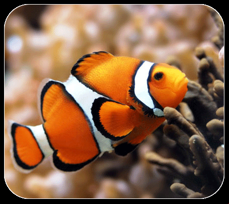 Nemo